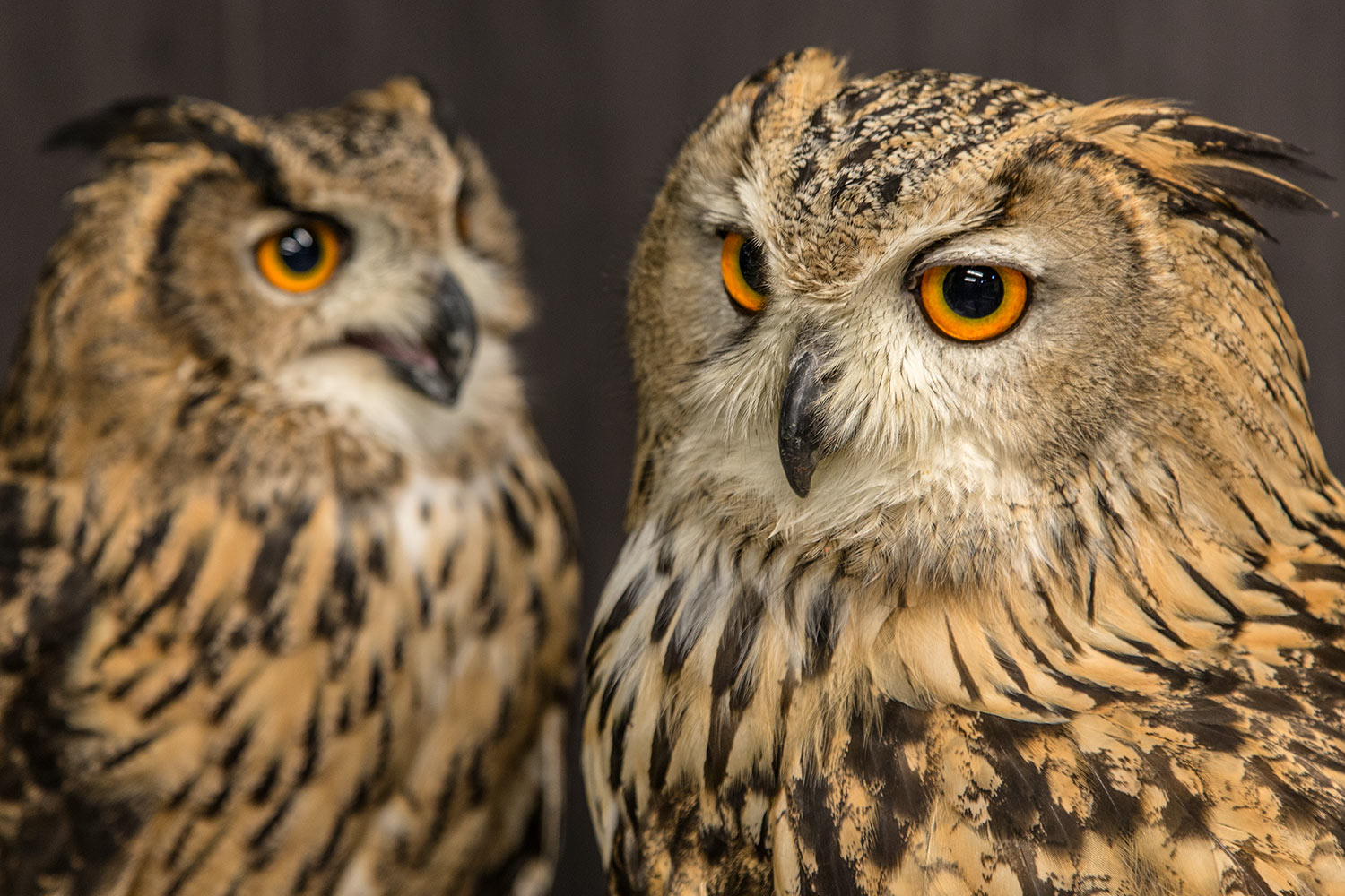 image of owls
