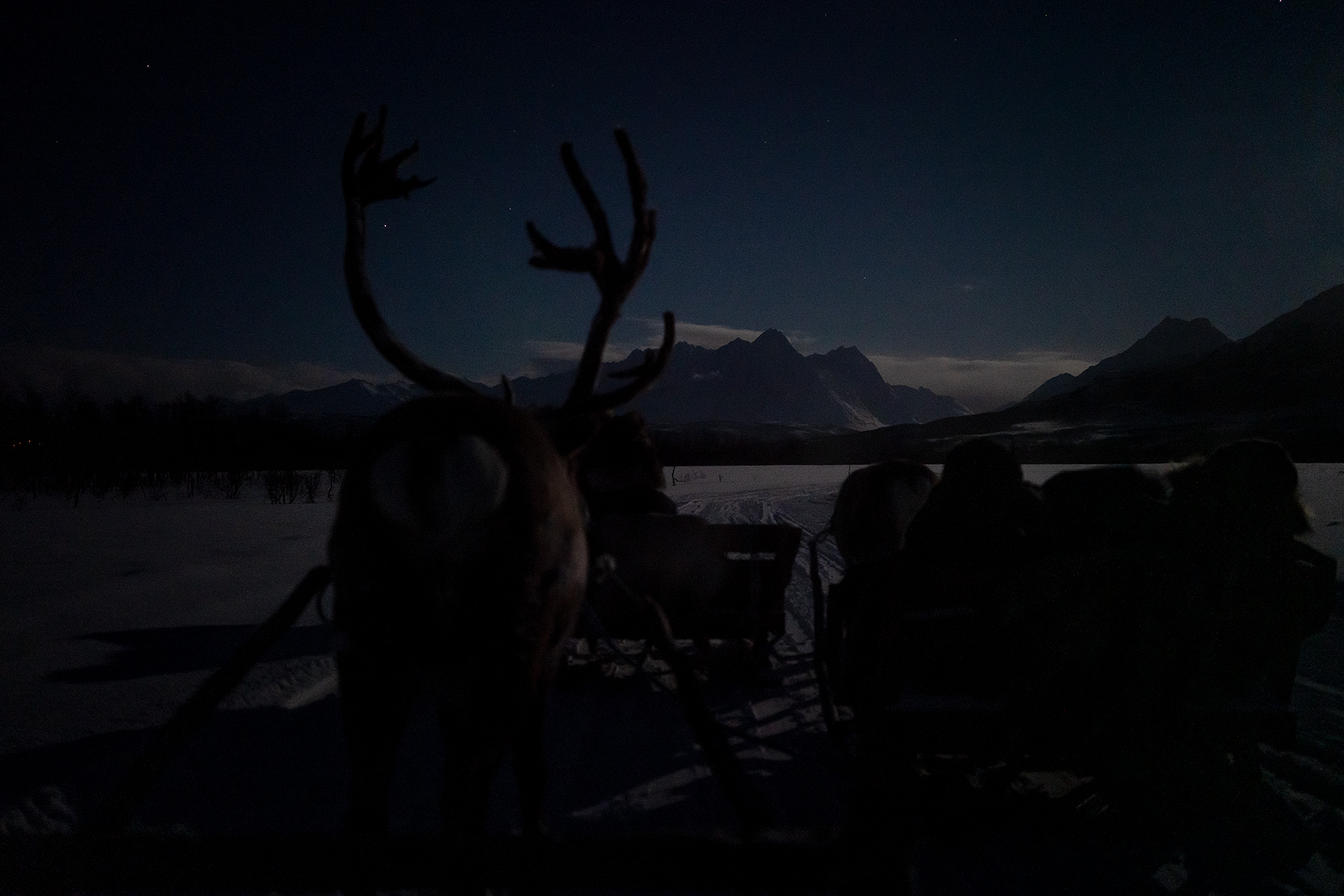 image of reindeer