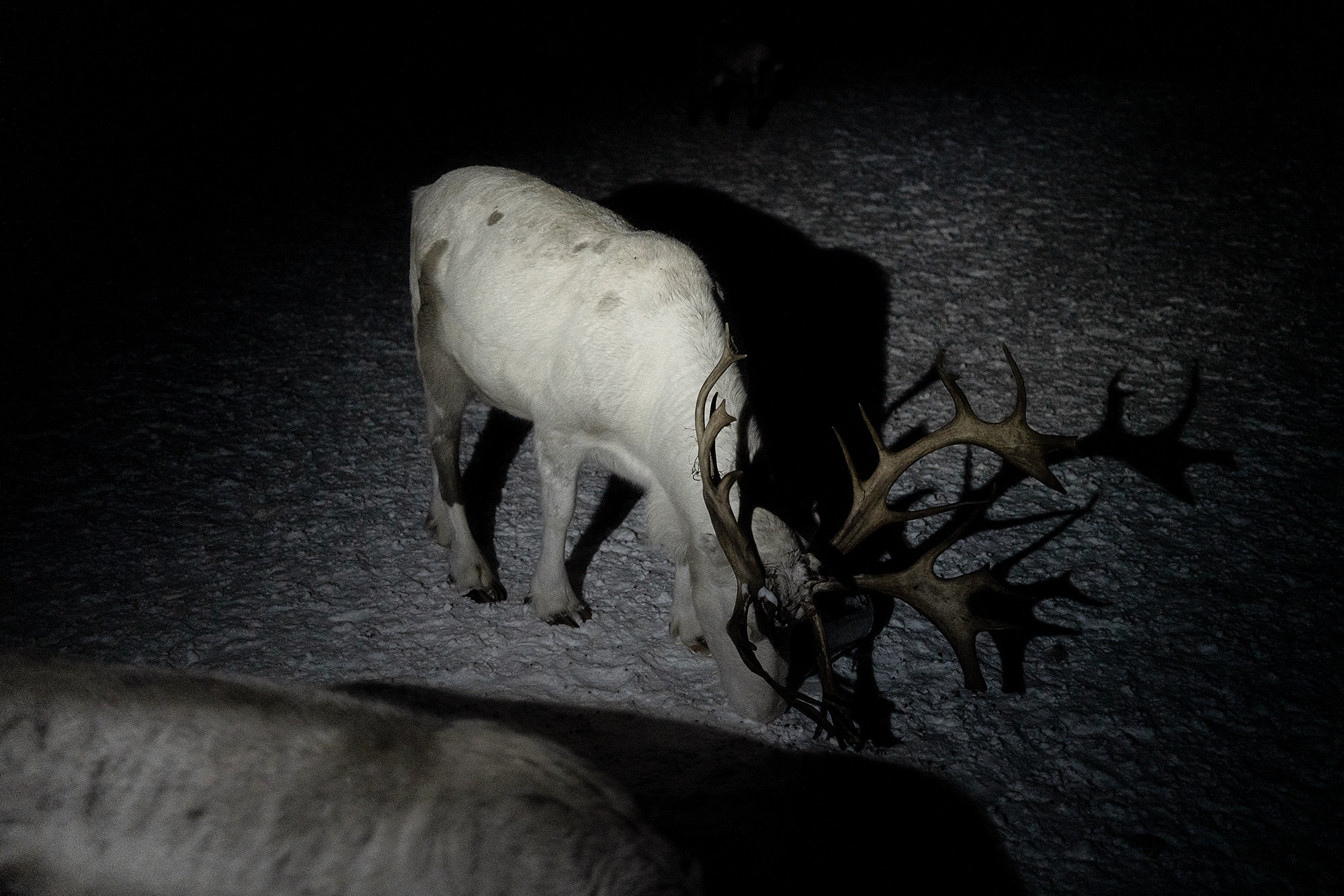 image of reindeer