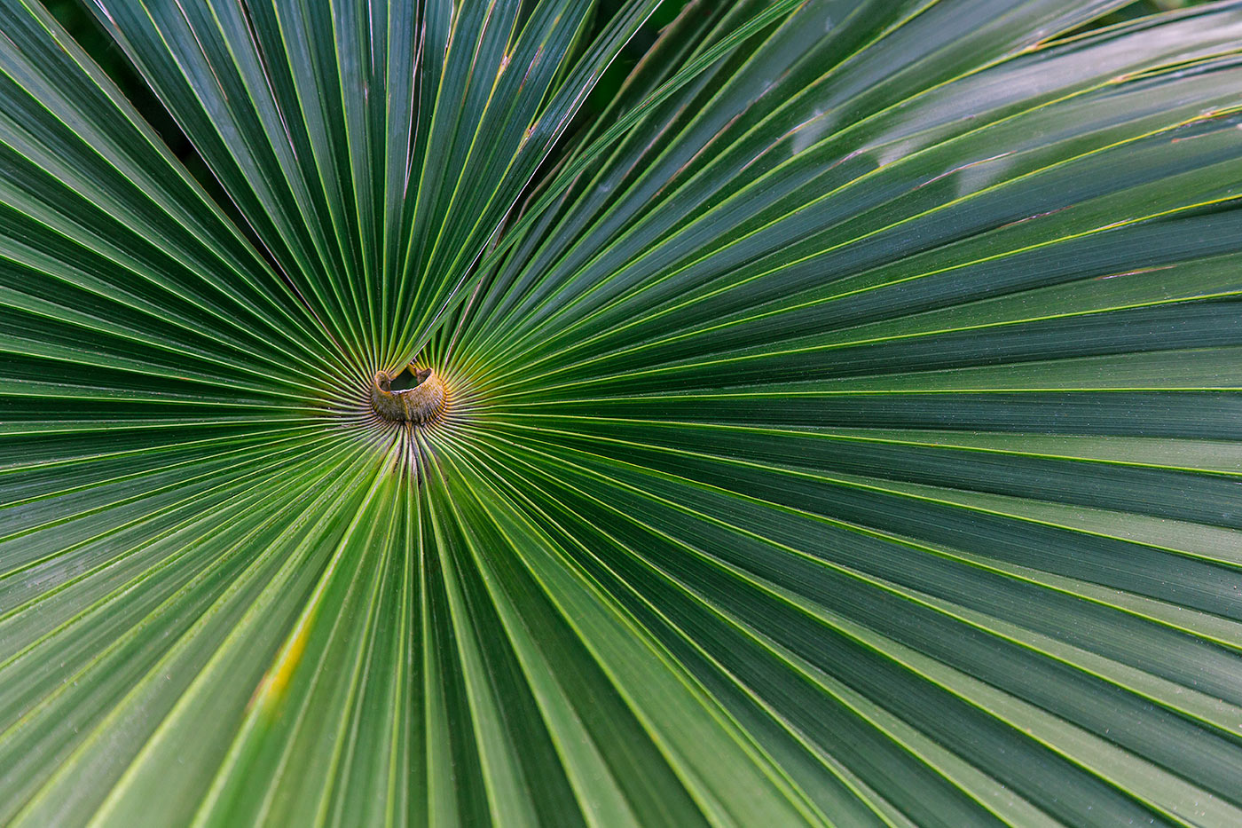 image of palms